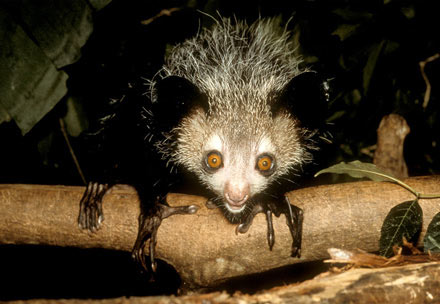aye-aye.jpg