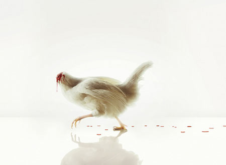 gallina_sin_cabeza.jpg
