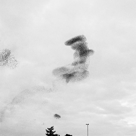 murmurations.jpg