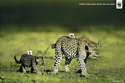 o_wwf-leopards-gr.jpg