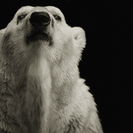 Oso