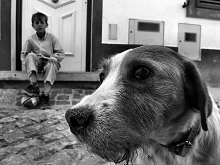 perro.jpg