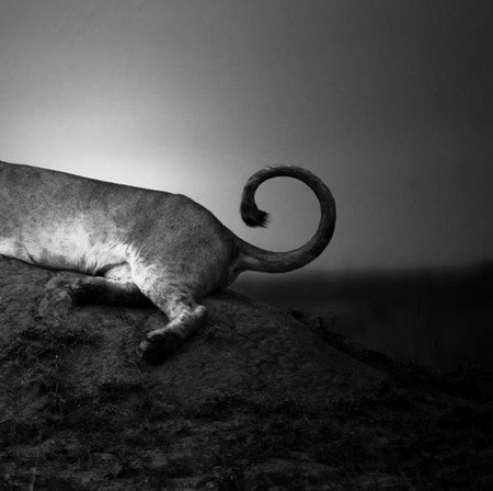 terre-des-lions.jpg